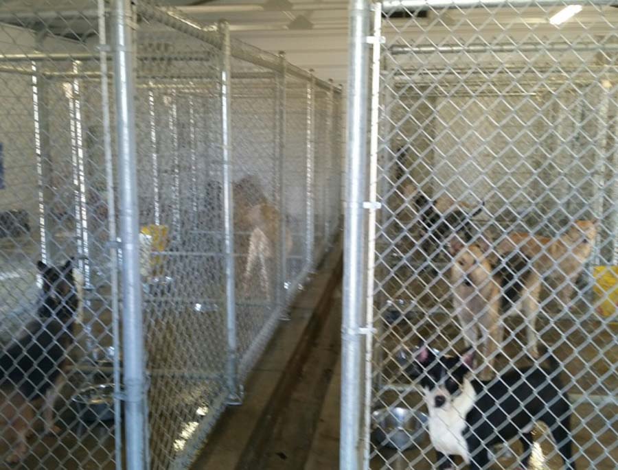 New Kennels at the Dillon County Animal Shelter