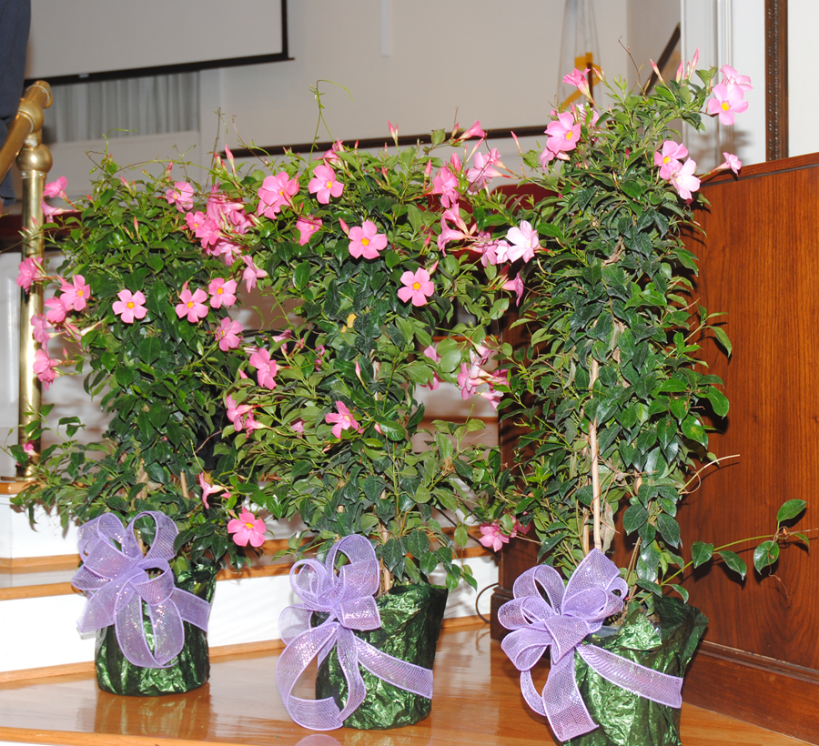 Mother's Day plants at Mount Calvary Baptist Church